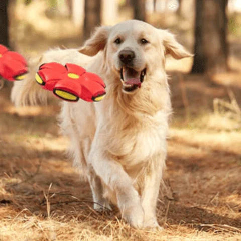 Brinquedo Voador 2 em 1 para Cães | Brincadeira Divertida e Atividade Física